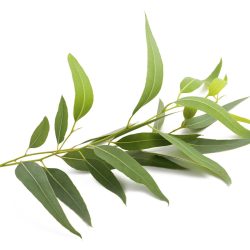 اسانس اکالیپتوس خوراکی