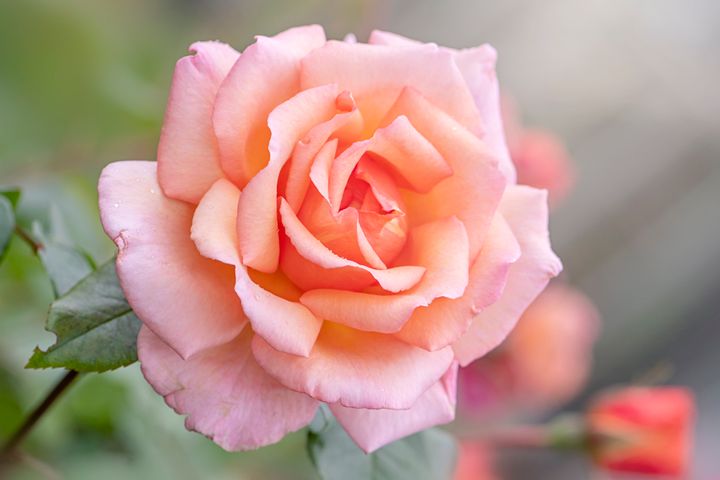 اسانس رز خوراکی